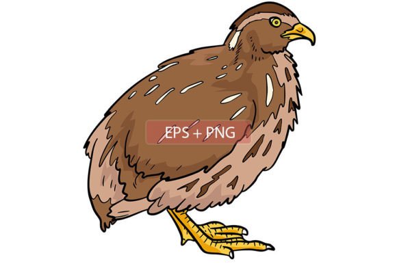 Quail Bird Animal Illustration: A Charming Design Asset